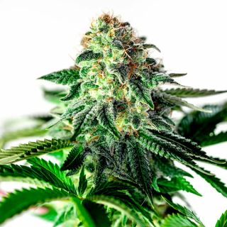 17230 - Auto Sticky Dream 1 u. fem. Positronics Seeds