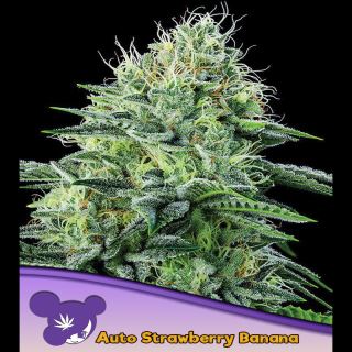 21580 - Auto Strawberry Banana  3 u. fem Anesia