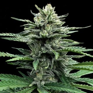 25776 - Auto Strawberry Banana  3 u. fem. DNA Genetics