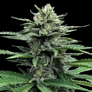 21368 - Auto Strawberry Banana  5 u. fem. DNA Genetics