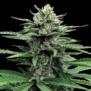 15839 - Auto Strawberry Banana 3 u. fem. DNA Genetics