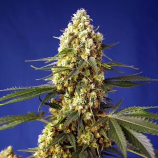 15560 - Auto Strawberry Banana Gelato XL   3+1 u. fem. Sweet Seeds