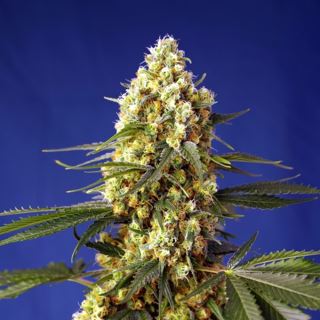 Auto Strawberry Banana Gelato XL  25 u. fem. Granel Profesionales Sweet Seeds