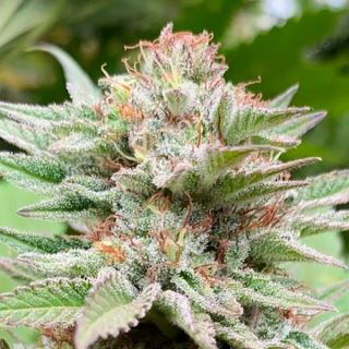 Auto Strawberry Haze   1 u. fem. Kannabia Seeds