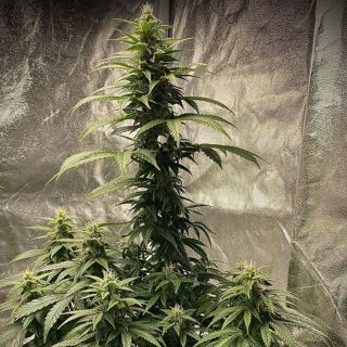 23269 - Auto Strawberry Shortcake 1 u. fem Pure Instinto