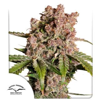 24844 - Auto Strawberry Soda   3 u. fem. Dutch Passion