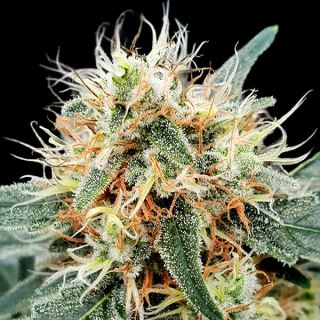 15704 - Auto Stromboli  3 u. fem. Paradise Seeds