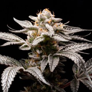 26558 - Auto Suguz  3 u. fem R-Kiem Seeds