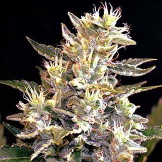 15753 - Auto Sunset Vibes 5u. G13 Labs