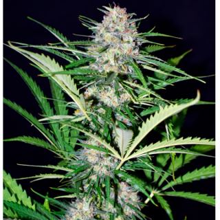 Auto Super Big Afghan Shadow  1 u. fem.  Xtreme Seeds