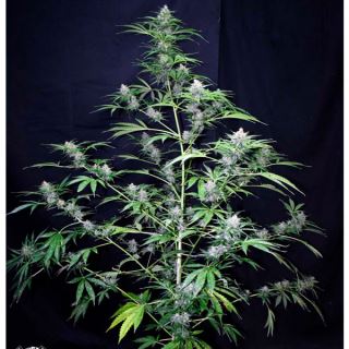 8795 - Auto Super Big Black Ryder ´98 - 1 u. fem.  Xtreme Seeds