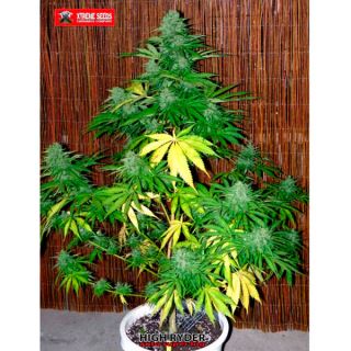 Auto Super Big High Ryder 1 u. fem.  Xtreme Seeds