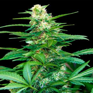 18567 - Auto Super Big Raze 47 - 1 u. fem.  Xtreme Seeds