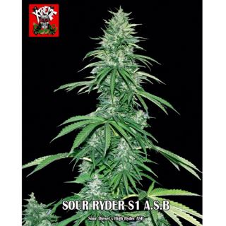 5482 - Auto Super Big Sour Ryder S1 1 u. fem.  Xtreme Seeds