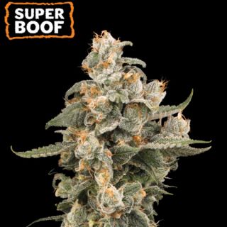 24836 - Auto Super Boof  fem.  3 u. Seedstockers Superior