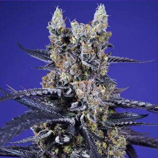 26487 - Auto Super Boof XL  5+2 u. fem. Sweet Seeds