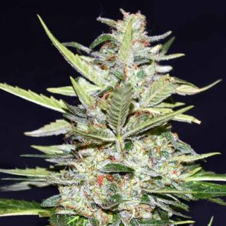 14451 - Auto Super Fruit Orange Cookies 1 u. fem.  Xtreme Seeds