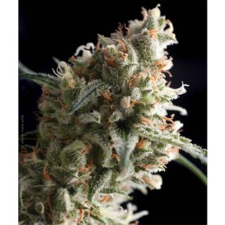 Auto Super Hash  1 u. blister x  12 u. fem. Pyramid Seeds