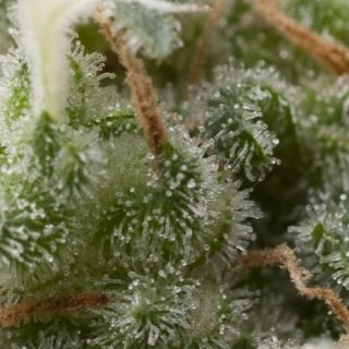 5425 - Auto Super Hash  3 u. fem. Pyramid Seeds