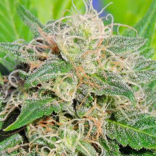 Auto Super Lemon Haze  1 u. fem. Original Sensible