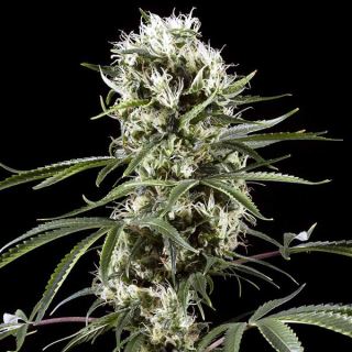 4563 - Auto Super Lemon Haze  5 u. fem. Green House