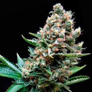 5968 - Auto Super OG Kush  1 u. blister x  12 u. fem. Pyramid Seeds