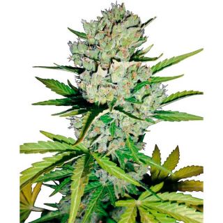 Auto Super Skunk   1 u. fem. White Label