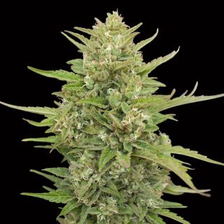 13175 - Auto Super Skunk   3 u. fem. 00 Seeds