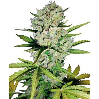 ASSF3 - Auto Super Skunk   3 u. fem. White Label