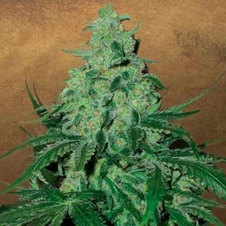 Auto Super Skunk  1 u. fem. Garden of Green Seeds