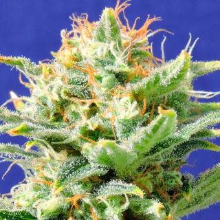 Auto Super Skunk  1 u. fem. Original Sensible