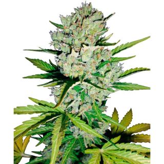 Auto Super Skunk  3 u. fem. Sensi Seeds