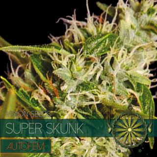 9248 - Auto Super Skunk 3 u. fem. Vision Seeds