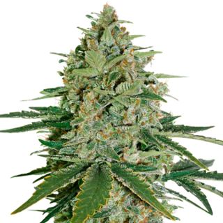 Auto Super Skunk fem.  3 u. Seedstockers