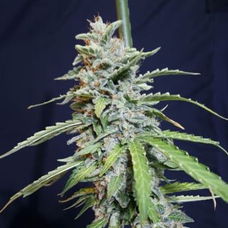 20996 - Auto Super Watermelon 3 u. fem. Eva Seeds