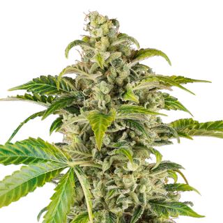 20857 - Auto Sweet & Sour Cream  10 u. fem. Sensi Seed Research