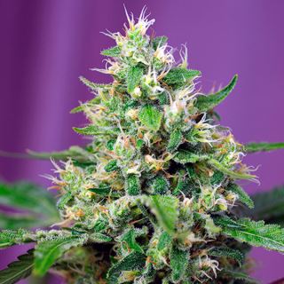 Auto Sweet Amnesia Haze XL   3+1 u. fem. Sweet Seeds