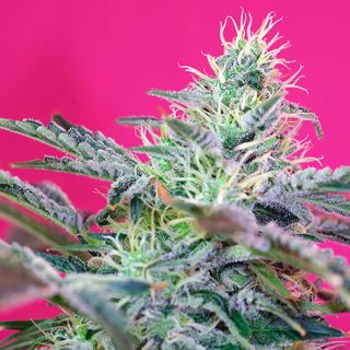 Auto Sweet Cheese   3+1 u. fem. Sweet Seeds