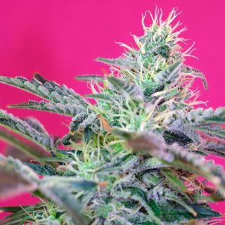 8572 - Auto Sweet Cheese XL   3+1 u. fem. Sweet Seeds