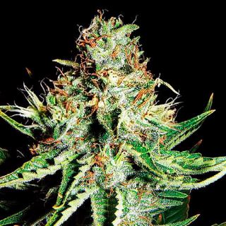 13943 - Auto Sweet Cream XXL  1 u. fem. Expert Seeds