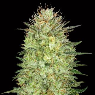 10719 - Auto Sweet Critical   3 u. fem. 00 Seeds