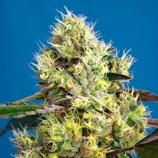 8570 - Auto Sweet Gelato   3+1 u. fem. Sweet Seeds