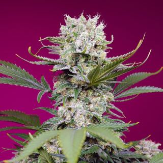 Auto Sweet Mandarine Zkittlez XL   3+1 u. fem. Sweet Seeds