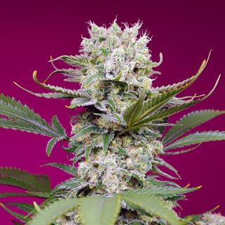 19722 - Auto Sweet Mandarine Zkittlez XL  25 u. fem. Granel Profesionales Sweet Seeds