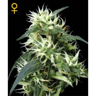 9437 - Auto Sweet Mango  1 u. fem. Green House