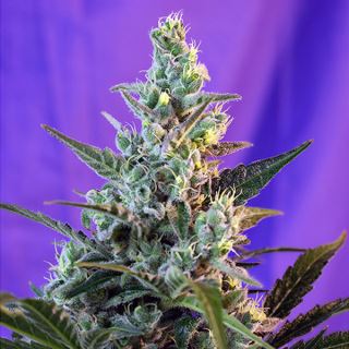 PRO45 - Auto Sweet Skunk   3 +1 u. fem Sweet Seeds