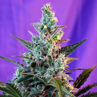 5276 - Auto Sweet Skunk  25 u. fem. Granel Profesionales Sweet Seeds