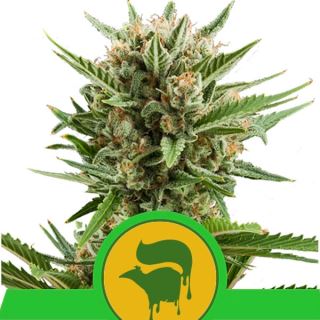 Auto Sweet Skunk  3 u. fem. Royal Queen