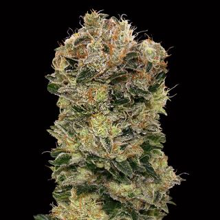 10720 - Auto Sweet Somango   3 u. fem. 00 Seeds