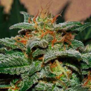 Auto Sweetberry Cough  1 u. fem. Garden of Green Seeds